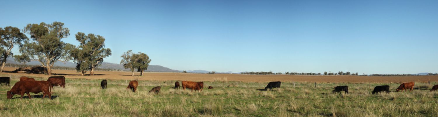 Cattle Grazing green grass
