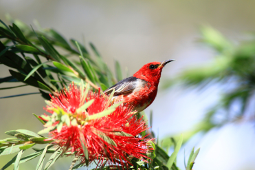 Picture of a scarlet honeyeater bird sitting on a bottle brush branch. Photo taken by Les Cosier.